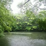 森と池