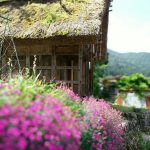合掌造りと花 合掌造りと花
